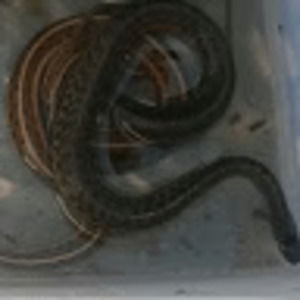 Meet your Posher, Kristy